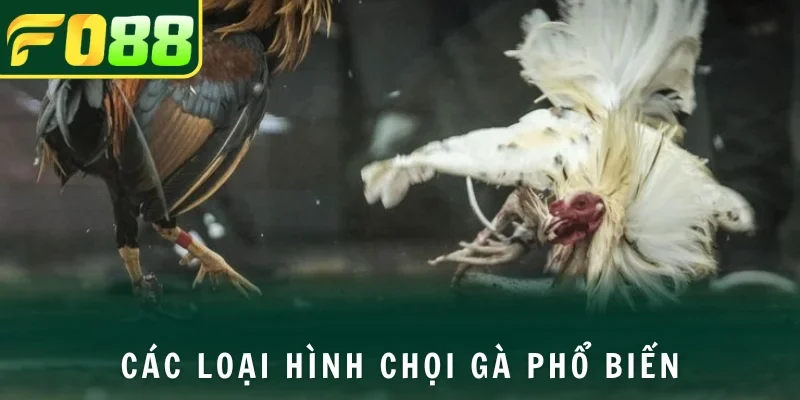 Những thể loại chọi kê BJ39 được ưa chuộng